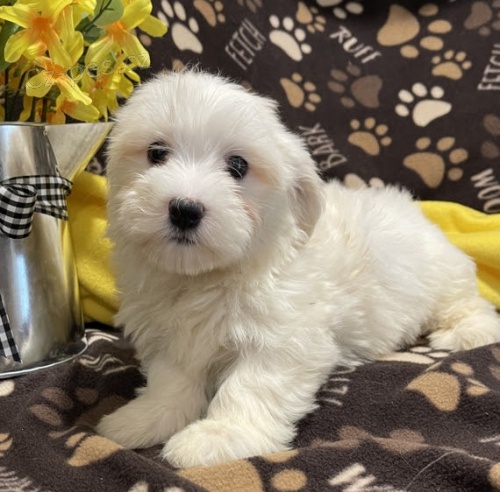 Prod�m zdrav� a O�KOVAN� �t��ata b�l� havanese.
