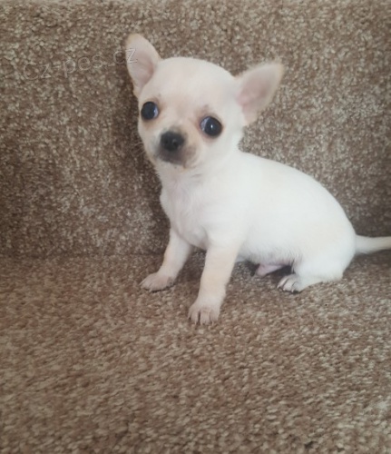 b�l� zdrav� a o�kovan� ��lek �ivava