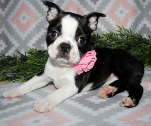 o�kovan� a od�erven� �t��ata bostonsk�ho teri�ra k adopci