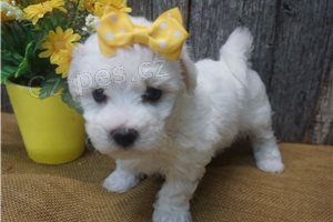 Krásná maltská štěňátka. Krásná maltská štěňátka.