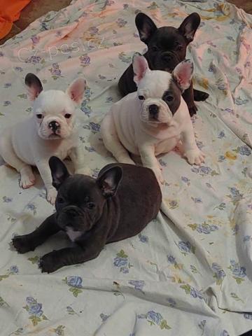 Krásná štěňata francouzského buldočka. Krásná štěňata francouzského buldočka.