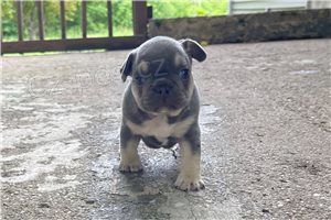 Nádherná štěňata francouzského buldočka. Nádherná štěňata francouzského buldočka.