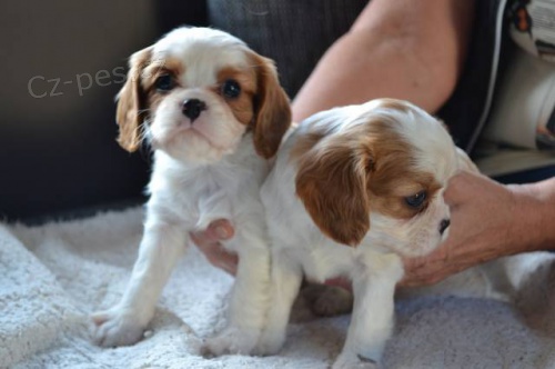 Kaval�r king charles spaniel