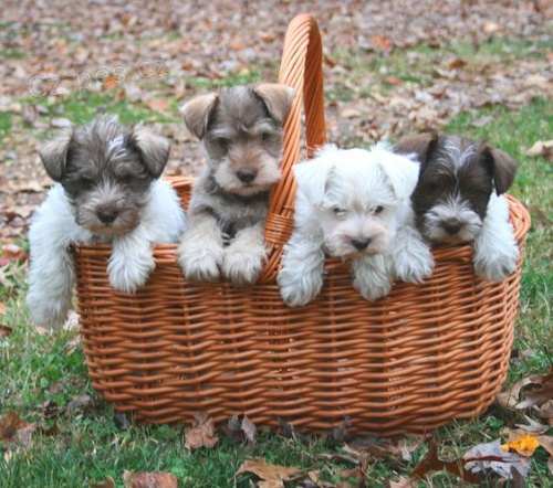 očkovaná a odčervená štěňata malého knírače k adopci. očkovaná a odčervená štěňata malého knírače k adopci.
