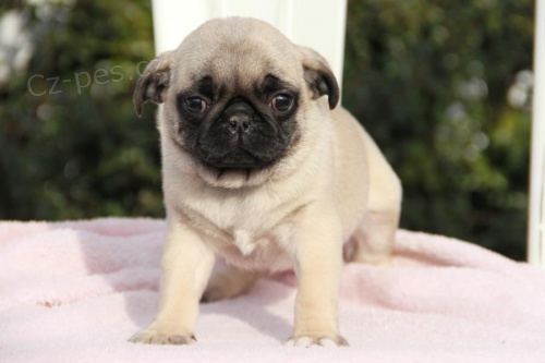 štěňata Mops k dispozici štěňata Mops k dispozici