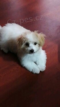 Krásná maltská štěňátka. Krásná maltská štěňátka.