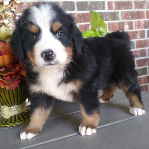 Prod�m kr�sn� �t��ata Bernsk�ho sala�nick�ho psa.