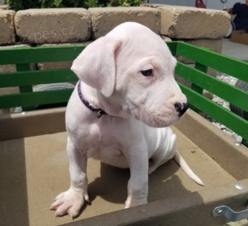 �t��ata argentinsk�ho doga k adopci.