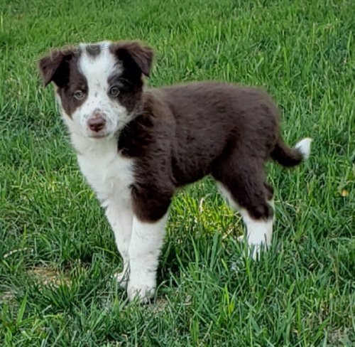 Prod�m o�kovan� �t��ata border kolie