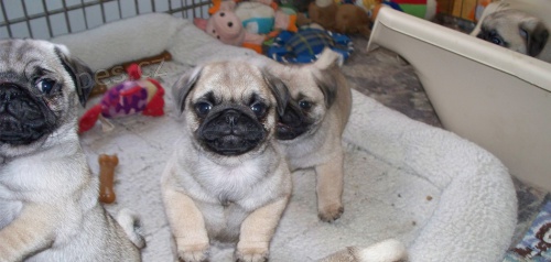 Prod�m o�kovan� a od�erven� �t��ata b�ov�ho mopse