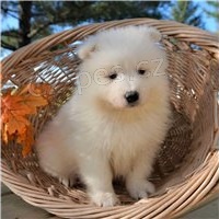 Samoyed �t��ata a �t��ata.
