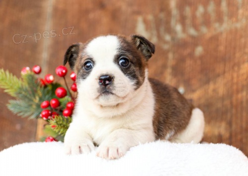 Štěňata Bostonského teriéra. Štěňata Bostonského teriéra.