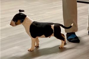 Úžasná štěňata Bullterrier. Úžasná štěňata Bullterrier.