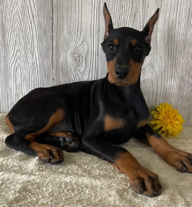 �t��ata dobrmana jsou p�ipravena do nov�ch rodin.