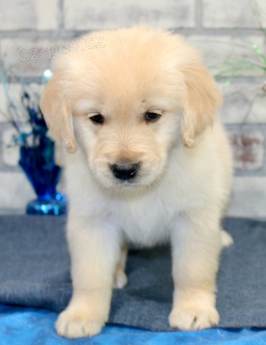 �t���tka zlat�ho retr�vra jsou p�ipravena do nov�ch rodin.