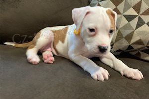 Ohromující štěňata amerického pitbullteriéra. Ohromující štěňata amerického pitbullteriéra.