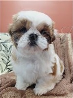 Shih Tzu �t��ata.