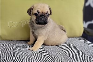 Ohromující štěňata mopslíků. Ohromující štěňata mopslíků.