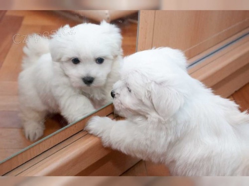 Maltézský psík bez PP Maltézský psík bez PP