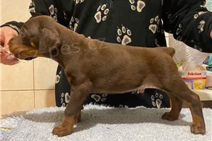 Doberman Pinscher štěňata. Doberman Pinscher štěňata.