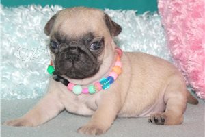 Rozkošná štěňata mopslíků. Rozkošná štěňata mopslíků.