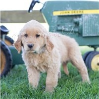 Zlatí retrívři k dispozici. Zlatí retrívři k dispozici.