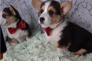 Hravá štěňátka Corgi k dispozici. Hravá štěňátka Corgi k dispozici.