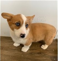 Corgi Pembroke štěňata k dispozici. Corgi Pembroke štěňata k dispozici.