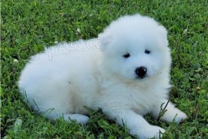 ڞasn� Samoyed �t��ata k dispozici.