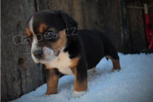 Rodokmen štěňat Beagle. Rodokmen štěňat Beagle.