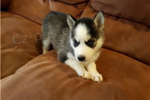 Úžasné štěňata sibiřského husky. Úžasné štěňata sibiřského husky.