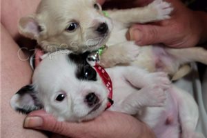 Chihuahua muž a samice štěňata. Chihuahua muž a samice štěňata.