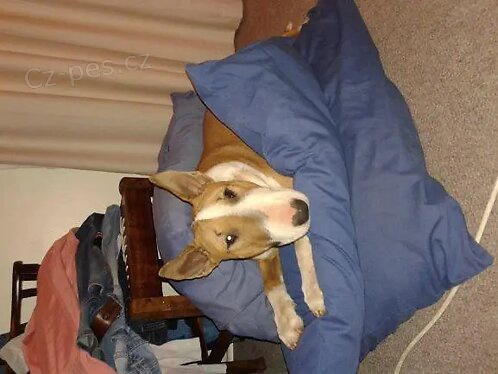 Chytrá štěňata Bullterrier. Chytrá štěňata Bullterrier.