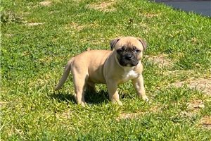 Štěňata amerického buldoka. Štěňata amerického buldoka.