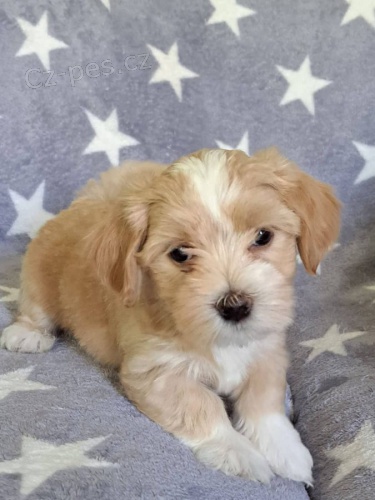 Havansk� bi�onek �t��ata