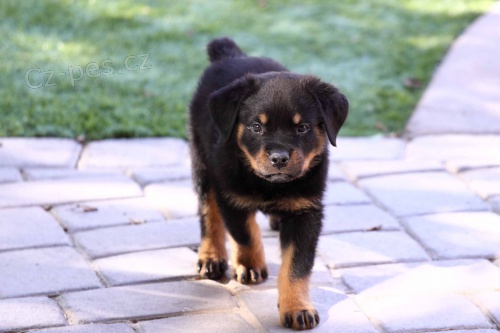 Prod�m �t��ata labradorsk�ho retr�vra