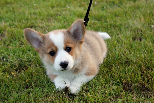Pembroke welsh corgi štěňata dostupná k adopci Pembroke welsh corgi štěňata dostupná k adopci