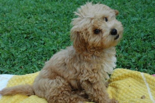 Štěňata pudla k adopci Štěňata pudla k adopci