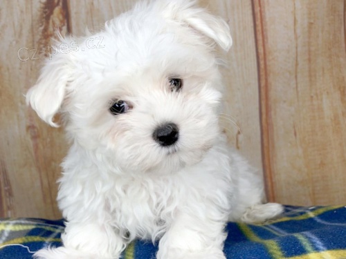 Maltézská štěňata s průkazem původu k adopci. Maltézská štěňata s průkazem původu k adopci.