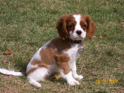 Prodám štěňata Cavalier King Charles. Prodám štěňata Cavalier King Charles.