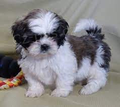 Prod�m �t��ata shih tzu