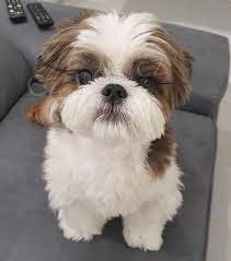 Prod�m �t��ata shih tzu