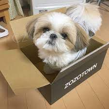 Prod�m �t��ata shih tzu