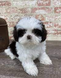 Prod�m �t��ata shih tzu