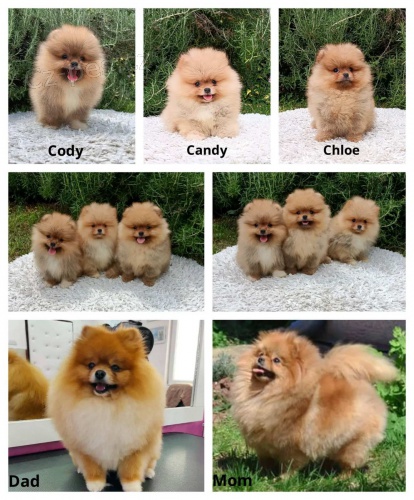 Pomo�ansk� �pic �t��ata