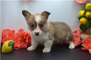 Zdravá štěňátka Corgi Pembroke Welsh. Zdravá štěňátka Corgi Pembroke Welsh.