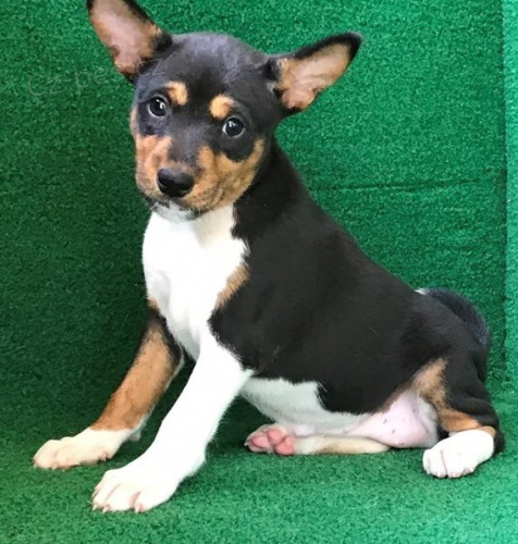 štěňata Basenji k dispozici štěňata Basenji k dispozici