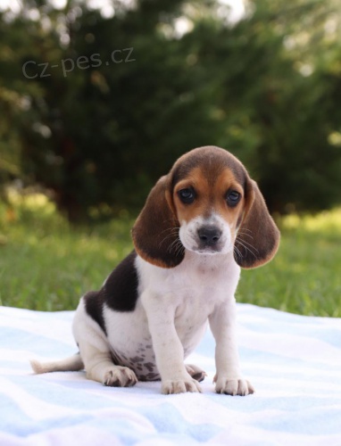 štěňata Beagle k dispozici štěňata Beagle k dispozici