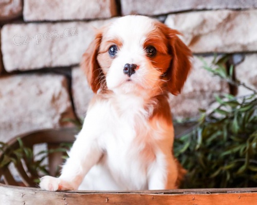 štěňata Kavalír king charles španěl k dispozici štěňata Kavalír king charles španěl k dispozici