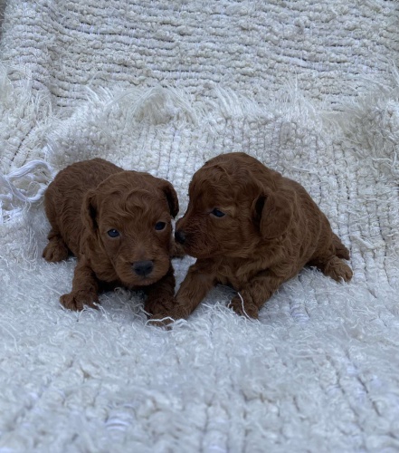 �erven� miniaturn� pudl �t��ata